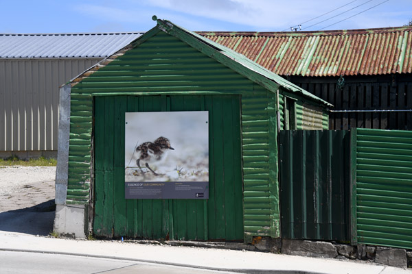 Falklands Nov24 448.jpg