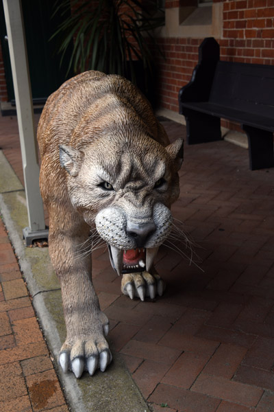 Sabretooth Cat