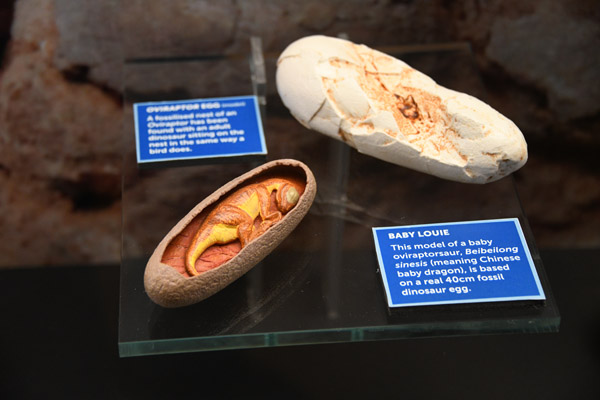 Model of Baby Louie (Beibeilong sinesis)