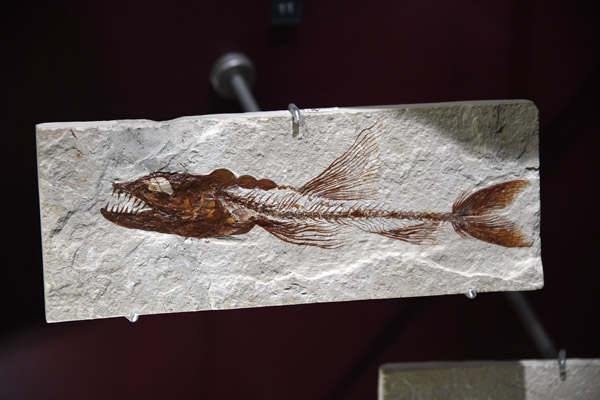 Prehistoric fish, Australian Fossil Museum, Bathurst