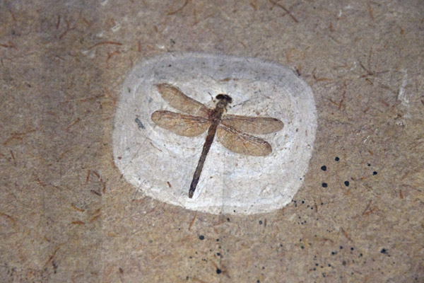 Dragon Fly Fossil (Libellulium), Ceara State, Brazil