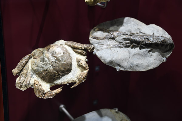 Fossilized crab and shrimp, Bathurst