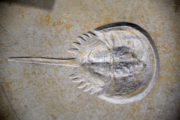 Fossilized horseshoe cab, Bathurst