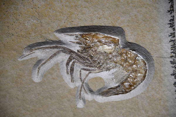 Fossilized shrimp, Bathurst