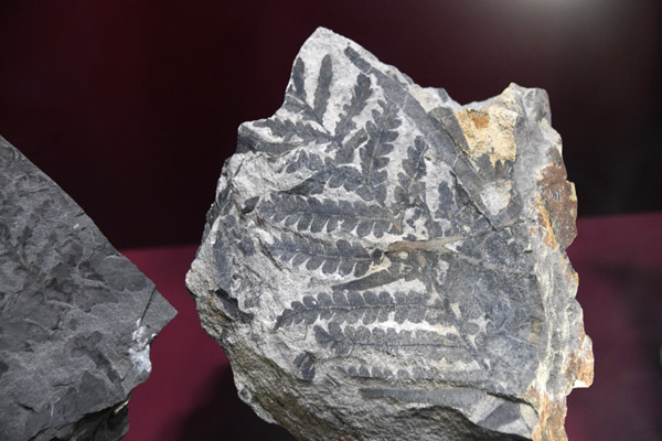 Seed fern fossil (Dicroidium), Narrabeen NSW