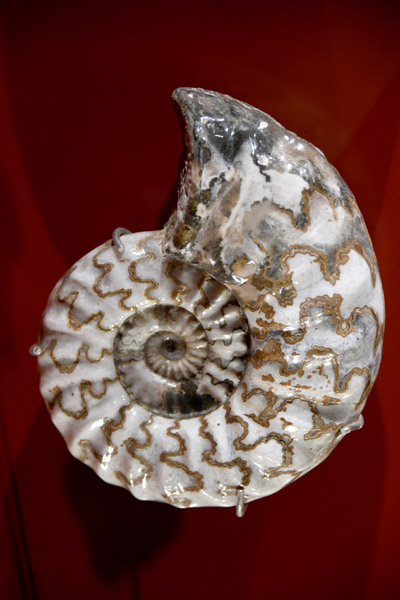 Asteroceras