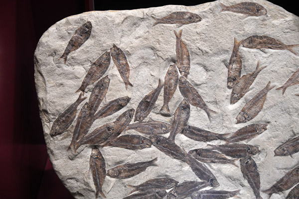Fossilized fish