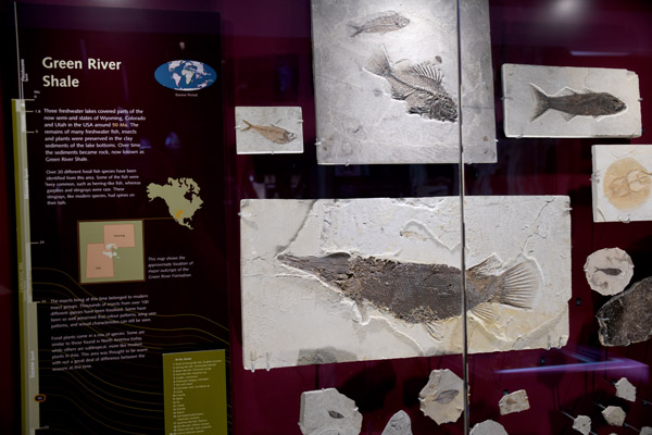 Fish fossils, Green River Shale
