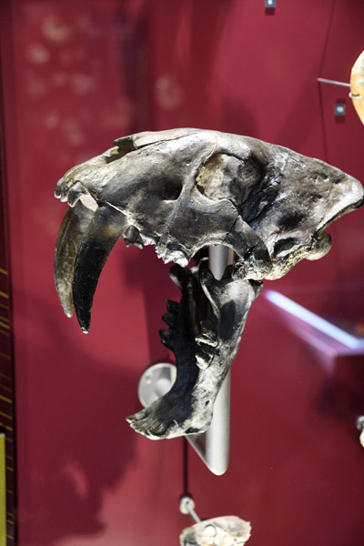 Sabre-toothed cat (Smilodon)