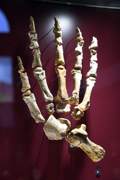 Giant Cave Bear (Ursus spelaeus)
