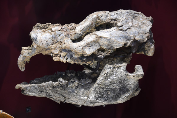 Giant Cave Bear (Ursus spelaeus)