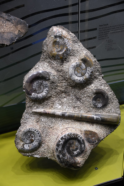Recrystallised Fossils - nautiloids and ammonoids