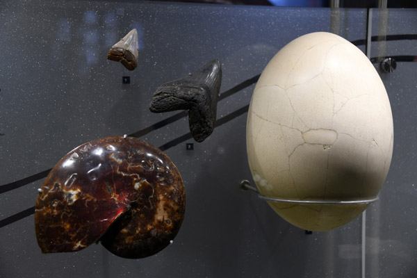 Egg of elephant bird, Madagascar