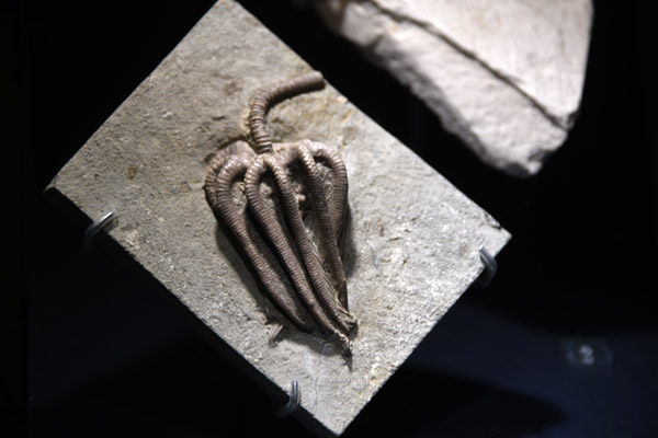 Crinoid in mudstone