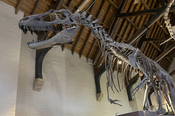 Tyrannosaurus Rex, Bathurst