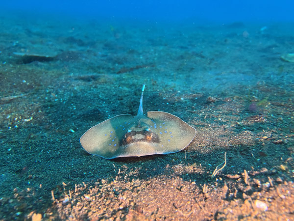 Lembeh Jun25 019.jpg