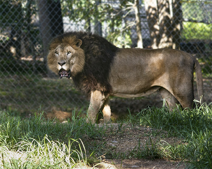 _MG_0377fur 8x10.jpg