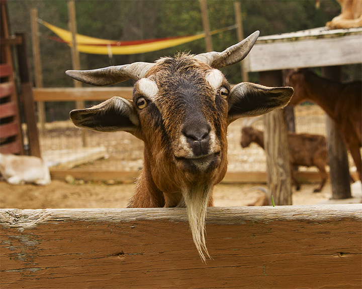 _MG_7914a 8x10linus.jpg