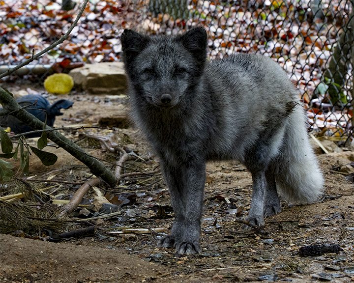 _MG_5261a 8x10mar.jpg