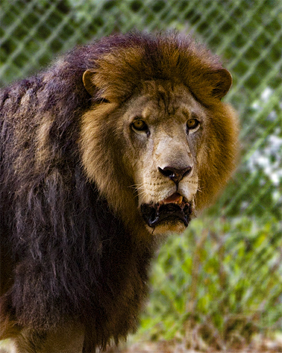 _MG_2307a 8x10fur.jpg