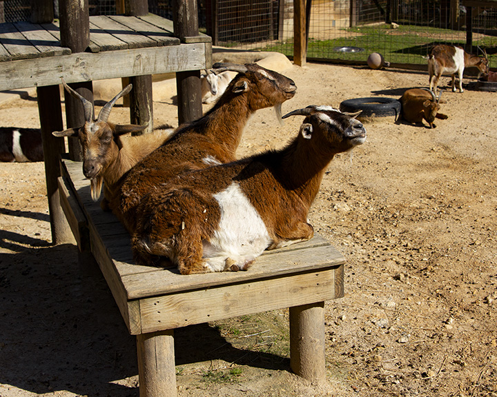 _MG_1013goats8x10 copy.jpg