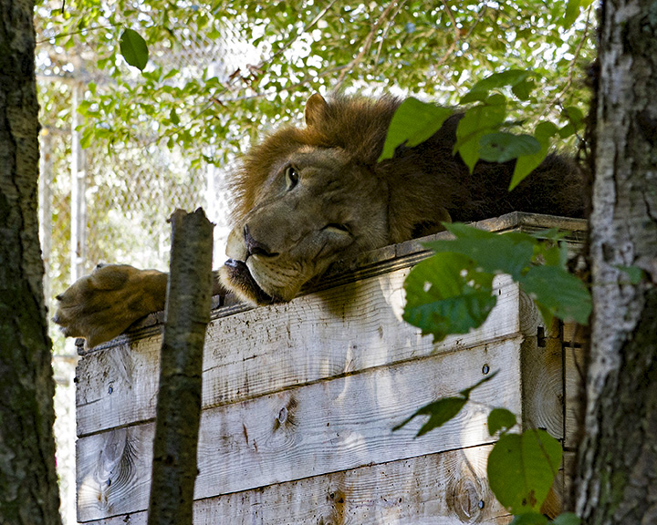 _MG_2379 8x10fur.jpg