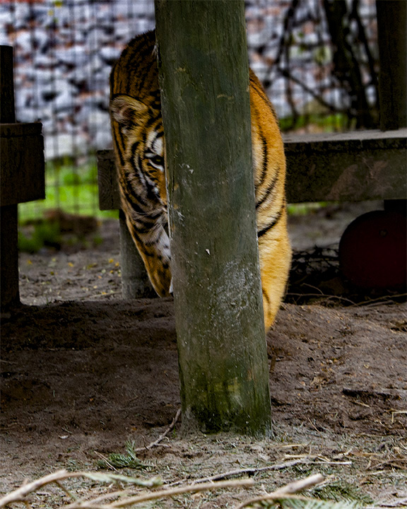 _MG_6925tork8x10 copy.jpg