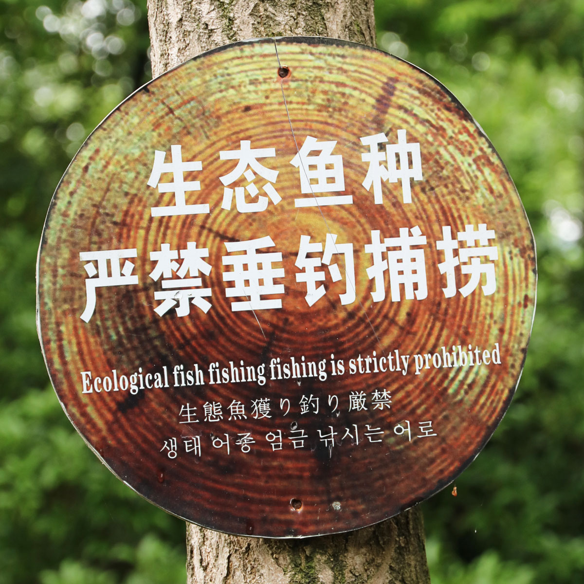 Fish fishing fishing
