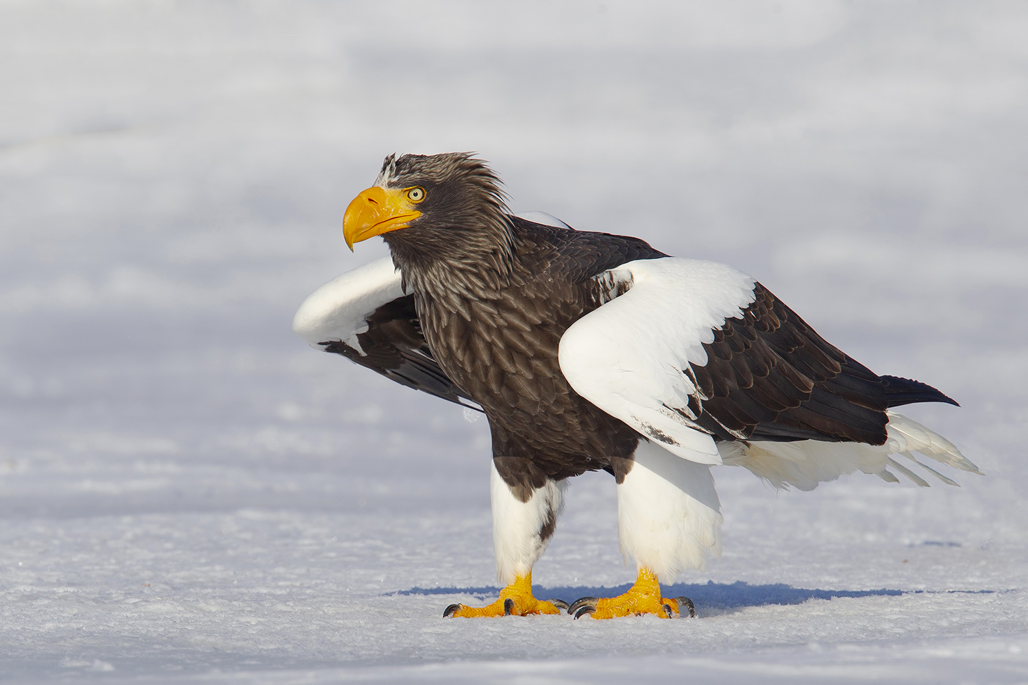 Stellers Sea Eagle (Haliaeetus pelagicus)