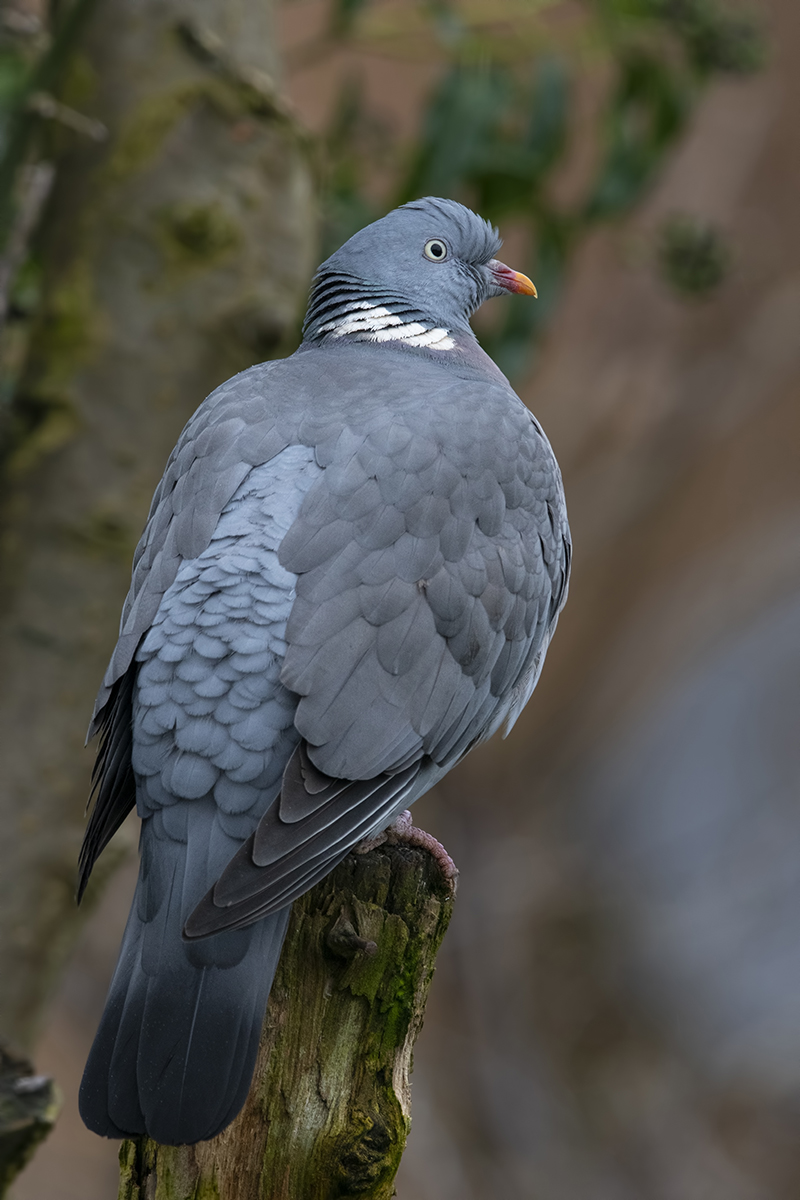 Common Wood Pigeon (Columba palumbus)