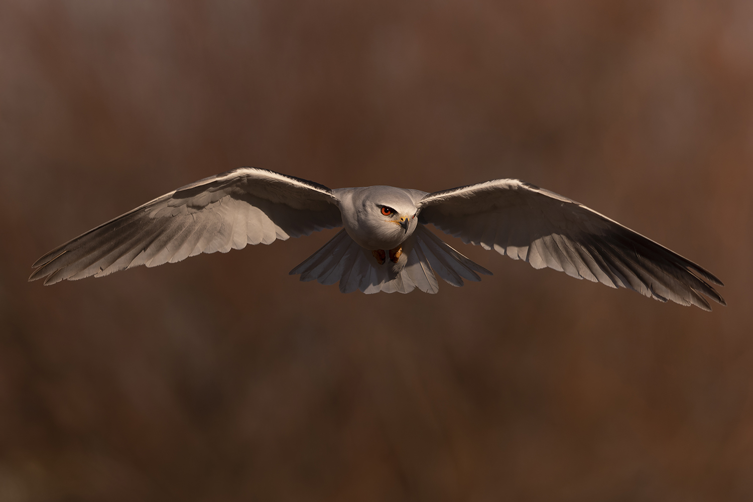 Black-winged Kite (Elanus caeruleus)