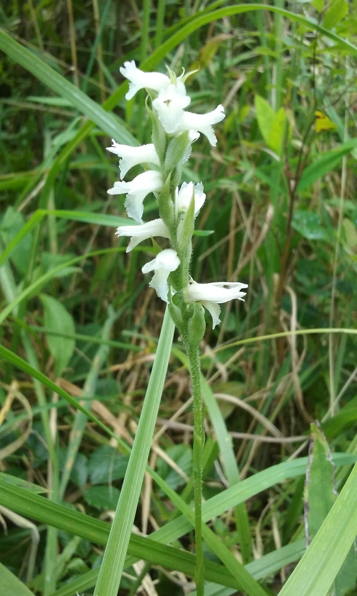 Spiranthes incurva