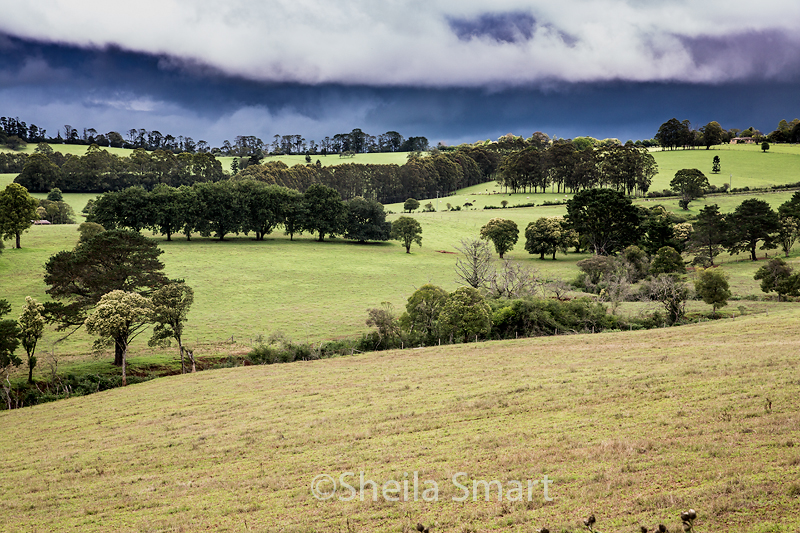 Paddock near Dorrigo