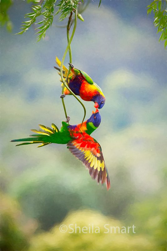 Rainbow lorikeets squabbling 