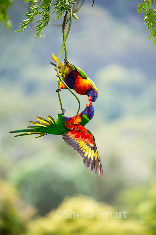 Rainbow lorikeets squabbling 