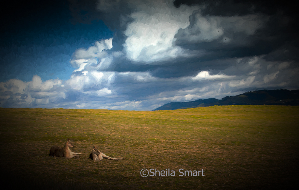 Kangaroos at Headland with approaching storm impressionist 