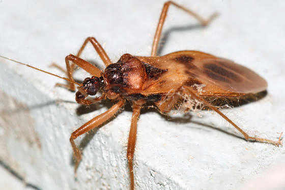 Reduvius vanduzeei
