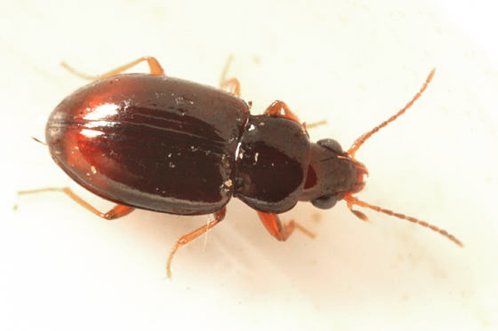 Elaphropus xanthopus