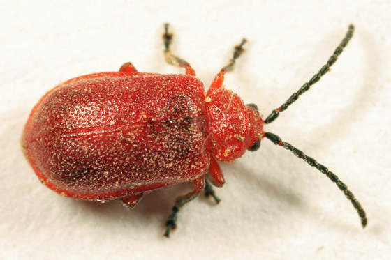 Tricholochmaea cavicollis