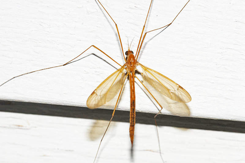 Nephrotoma eucera