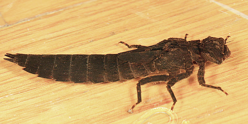 Cyrano Darner - Nasiaeschna pentacantha