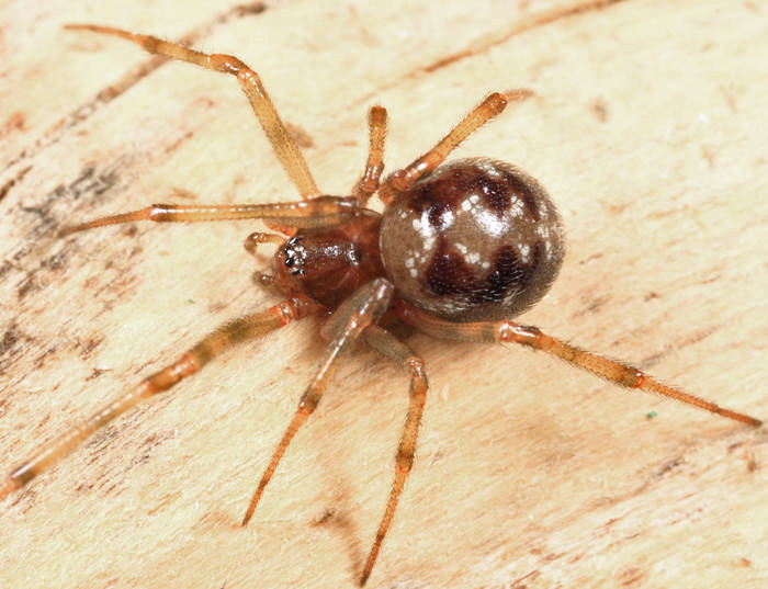 Steatoda triangulosa