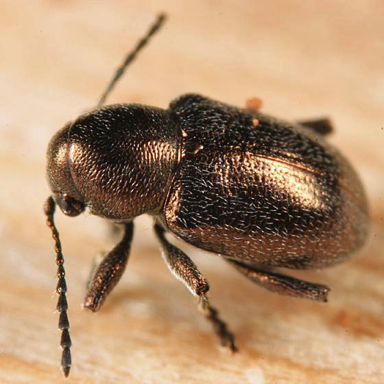 Graphops curtipennis