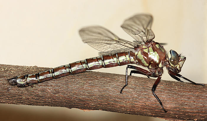 Cyrano Darner - Nasiaeschna pentacantha