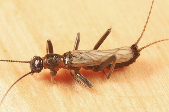 Allocapnia minima