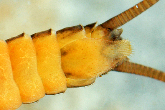 Strophopteryx fasciata