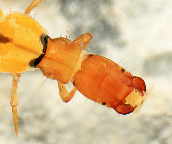 Chimarra aterrima