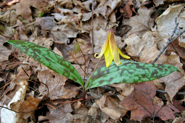 Trout Lily - Erythronium americanum