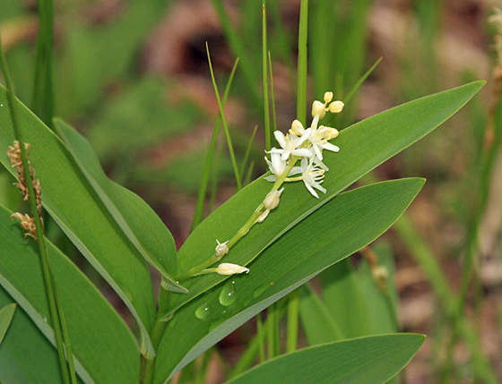  Star-flowered Lily-of-the-Valley - Maianthemum stellatum 