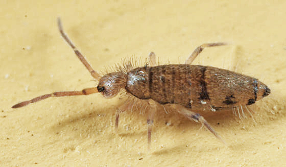 Willowsia nigromaculata